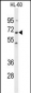 PTPN6 Antibody (Center)